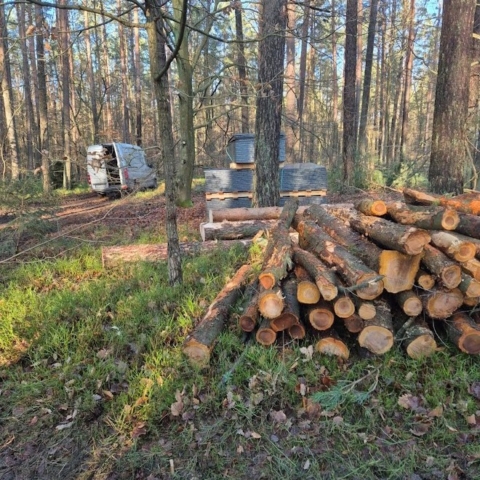 Płyty na palecie, stos w lesie